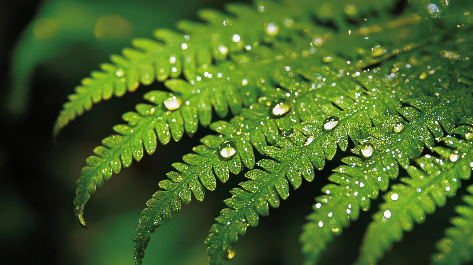 northwater nz fern